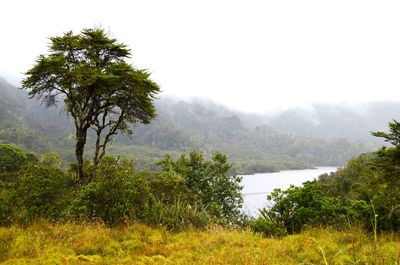 Scenic view of lake with trees in background