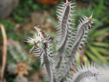 Close-up of insect on plant