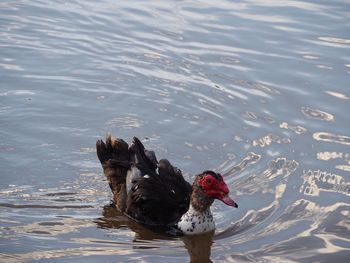 High angle view of bird swimming in lake