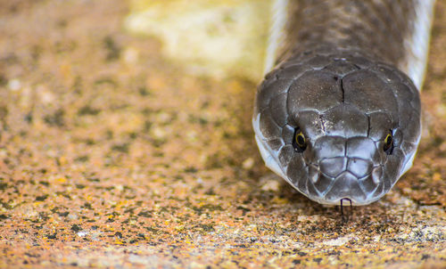 Close-up of a turtle