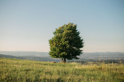 Tree on field against clear sky