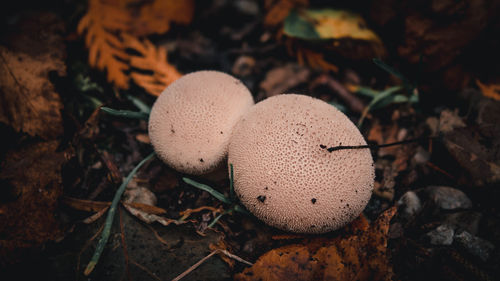 Close-up of mushroom growing on field