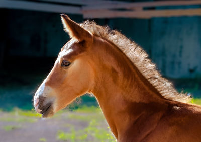 Close-up of a horse looking away