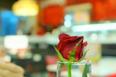 Close-up of red roses in vase