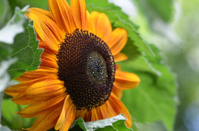 Close-up of sunflower