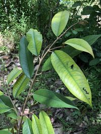 Close-up of green plant growing on field