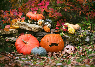 Jack o lantern on field