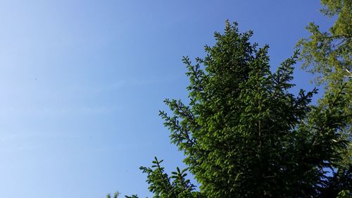 Low angle view of trees against clear blue sky