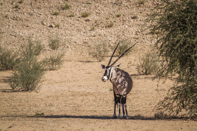 South african oryx standing in shadow during hot day in kgalagadi transfrontier park, south africa