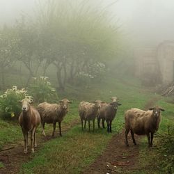 Sheep grazing on field