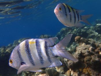 Close-up of fish swimming in sea