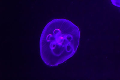 Close-up of jellyfish swimming underwater against black background