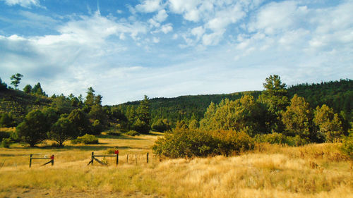 Trees on landscape against sky