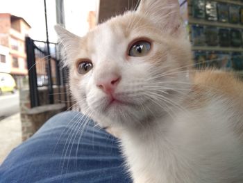 Close-up portrait of cat