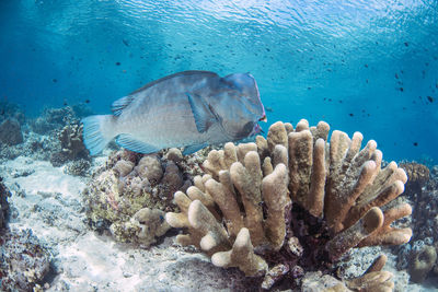 Fish swimming in sea