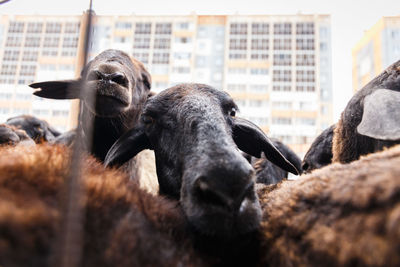 Close-up of goat