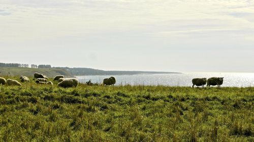 View of sheep on grassy field against sky