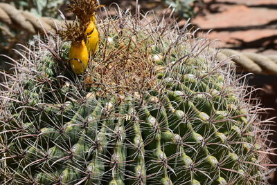 Close-up of bird on grass