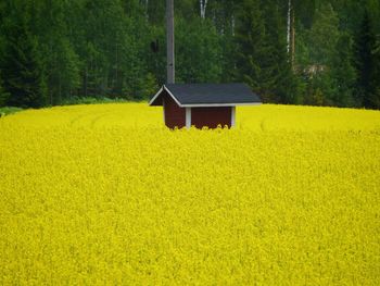 Yellow flowers in field