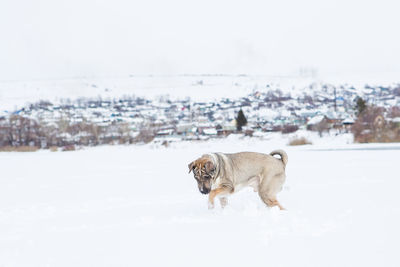View of a dog on snow covered land