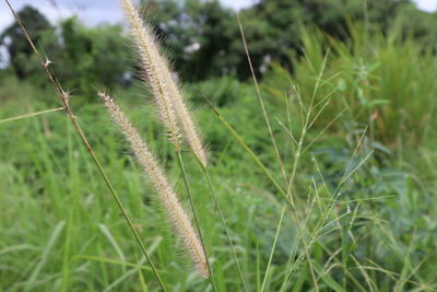 Close-up of fresh green grass in field