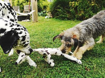 Dogs playing with a toy into the garden, dalmatian and picard mixed best friends, pets, dogs