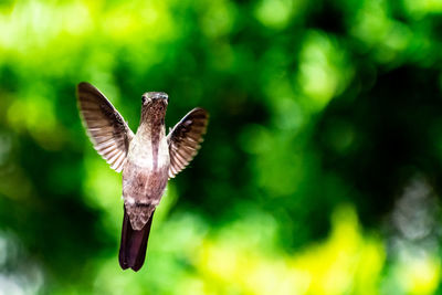 Close-up of eagle flying