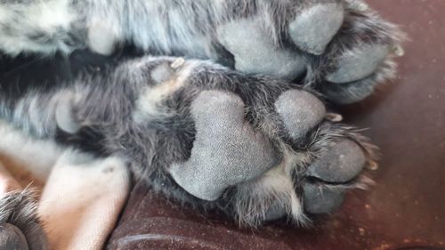 High angle view of dog sleeping