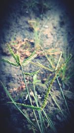 Close-up of plant on land