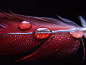 Close-up of red wine against black background