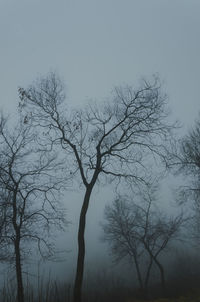 Low angle view of bare tree against sky