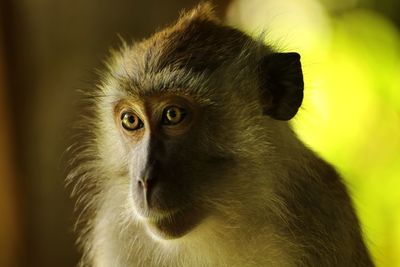 Portrait of long-tailed macaque