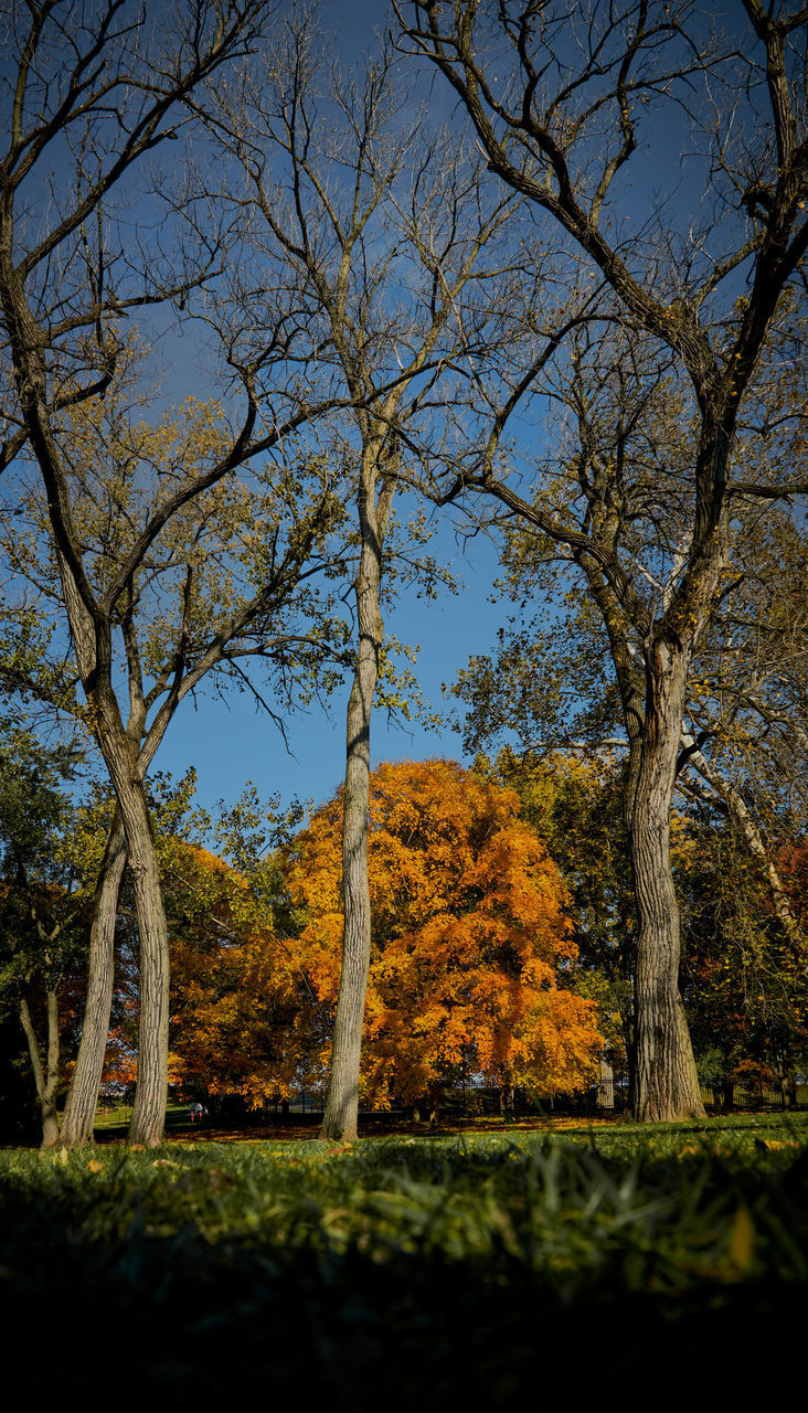 AUTUMN TREES IN FOREST