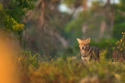 Coyote on field