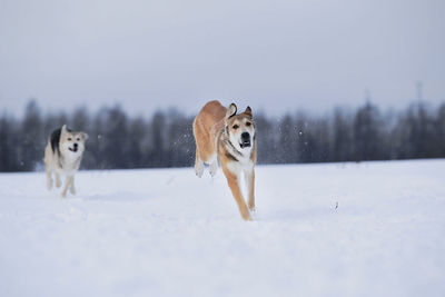 Dogs running on snow covered land