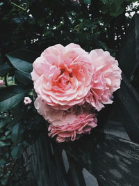 Close-up of pink rose