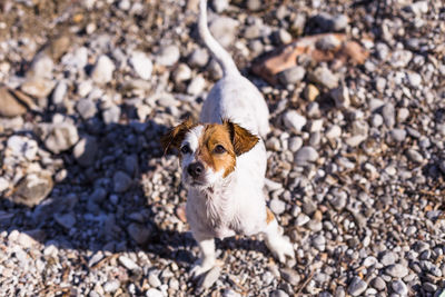 High angle view of dog on rock