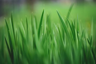 Close-up of grass growing in field