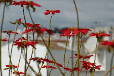 Close-up of red flowering plants