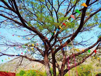 Low angle view of flowering tree against sky