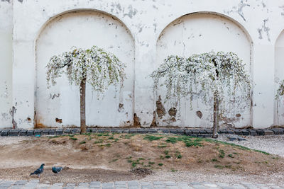 Plants growing on old building