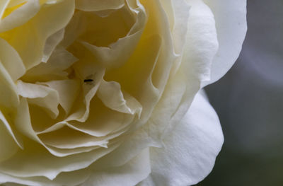 Full frame shot of yellow flower