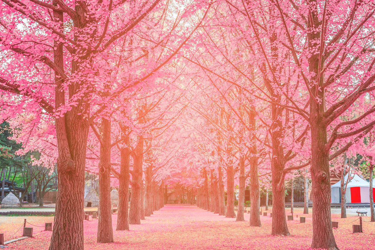 AUTUMN TREES IN PARK