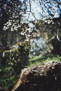 Low angle view of tree