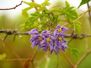 Close-up of purple flowers