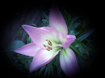 Close-up of pink flower