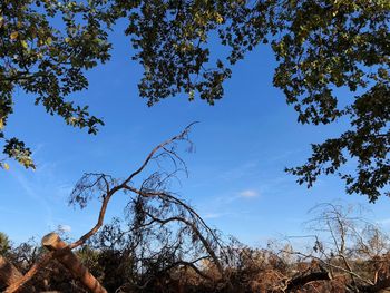 Low angle view of trees against blue sky