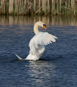 Side view of mute swan flapping wings on lake