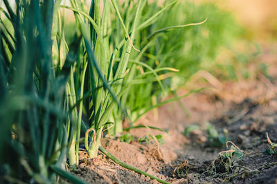 Close-up of plants growing on field