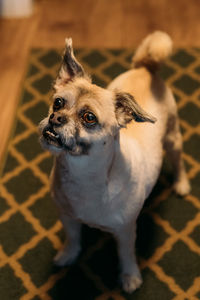 Portrait of dog sitting on floor